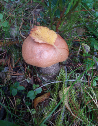 mushroom - Russia